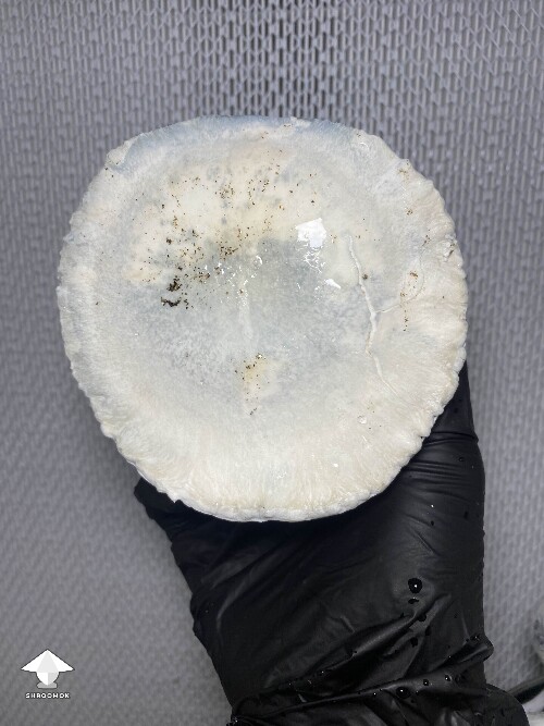 Cubensis Shakti mushroom #2