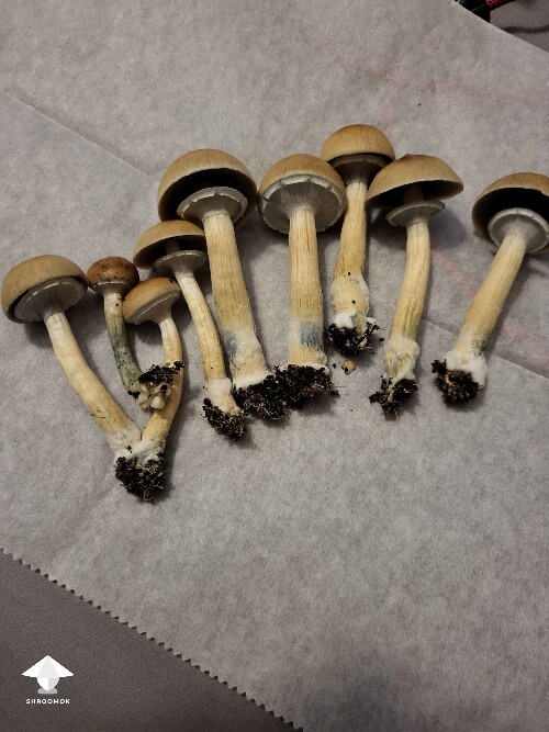 Thai Lipa Yai aka Thai Tanic mushrooms