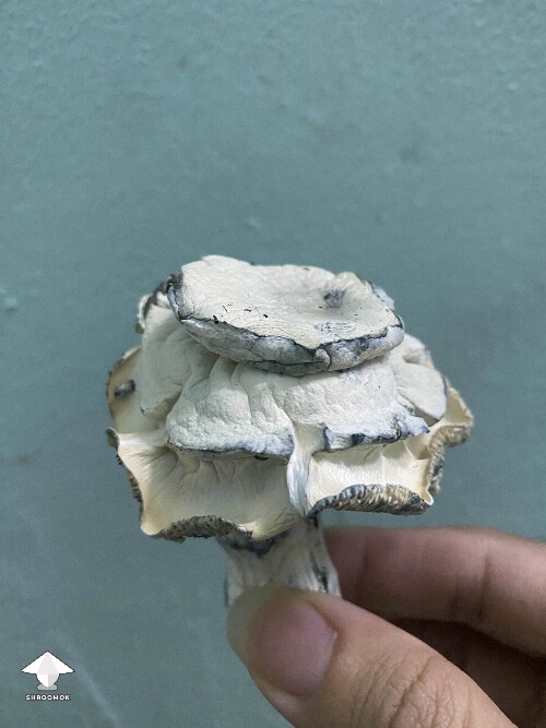 Cubensis White Bunny - rose fruit #2