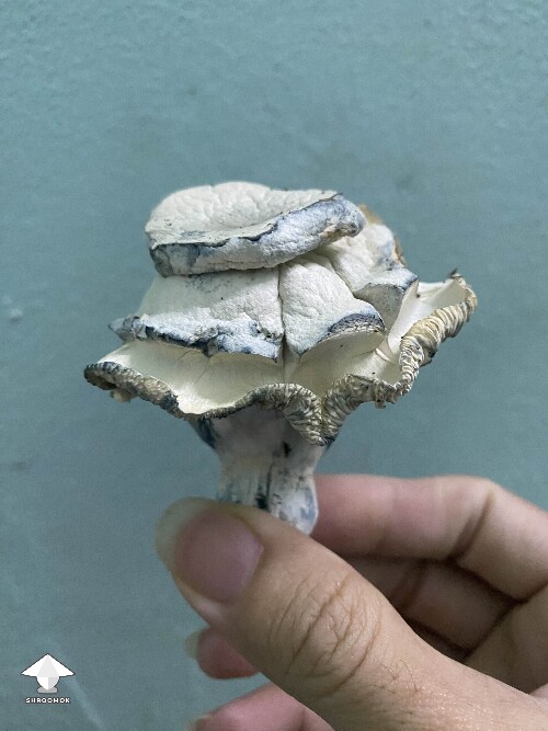 Cubensis White Bunny - rose fruit #3