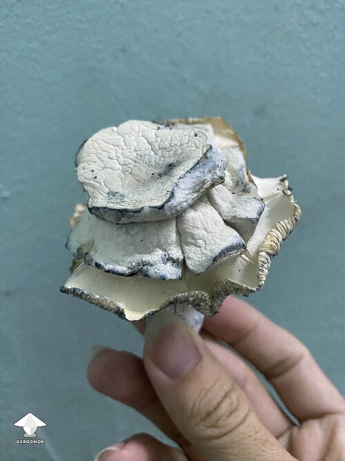 Cubensis White Bunny - rose fruit