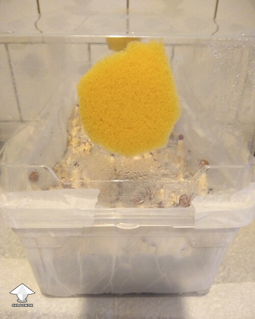 6L DubTub with sponge for air filters