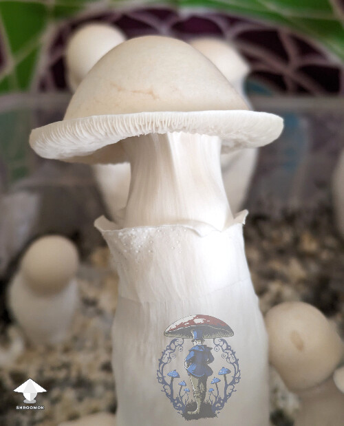 GNW strain - Great Northern White mushrooms #2