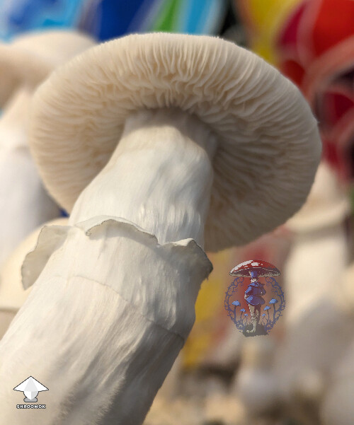 GNW strain - Great Northern White mushrooms #3