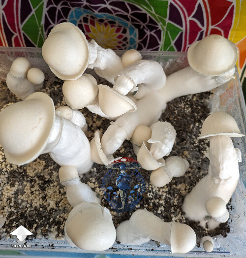 GNW strain - Great Northern White mushrooms