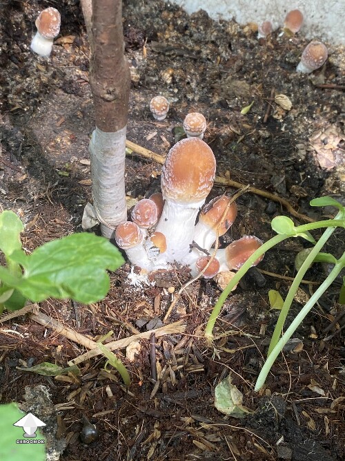 Golden Teacher fruiting in a plant pot