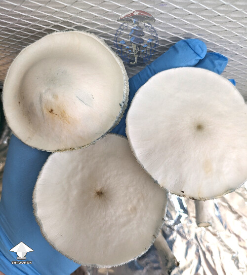 Jack Frost 2nd flush fruit pushing large caps