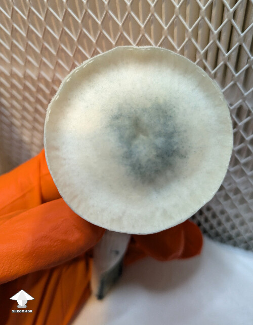 Just about to swab this True Albino Teacher mushroom