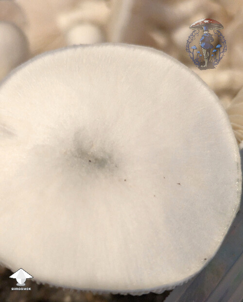 Looking frosty - Jack Frost strain #2