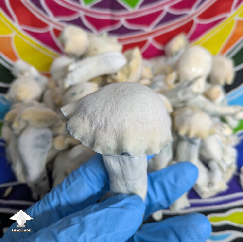 Maki F3 - Melmak Revert x Yeti - clone run two first flush #2