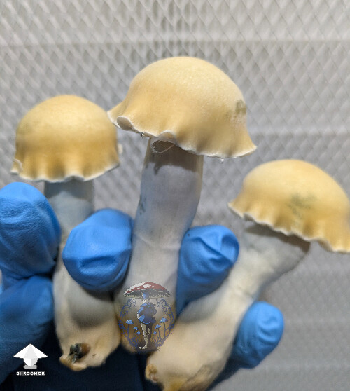 Maki - Melmak revert x Yeti - from F3 clone run - second flush #2