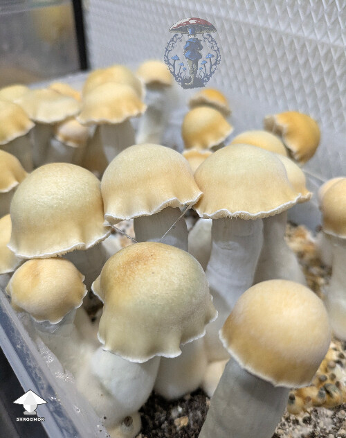 Maki - Melmak revert x Yeti - from F3 clone run - second flush