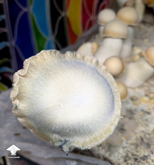 Maki - Melmak revert x Yeti - second flush #2