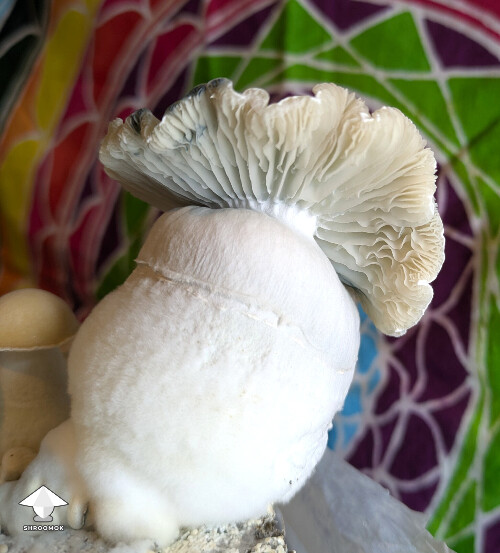 Maki - Melmak revert x Yeti - second flush