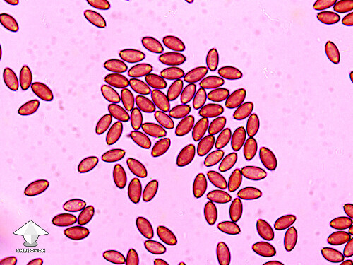 Microscopy 600x - spores of the Psilocybe semilanceata - Liberty Cap