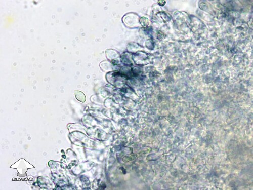 Microscopy - a look along the gill of casper mushroom - spores are few and far between