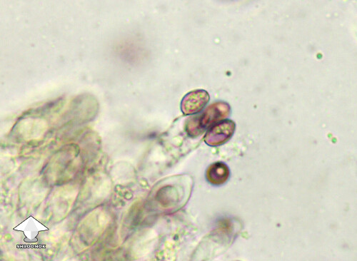 Microscopy gill fragment of the Golden Teacher - a basidium with spores attached #2