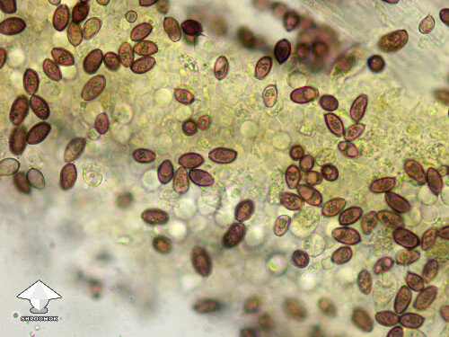 Microscopy gill fragment of the Golden Teacher - a basidium with spores attached