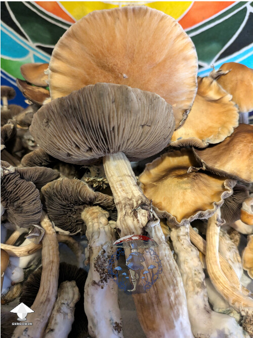 PES Hawaiian mushroom harvest #3