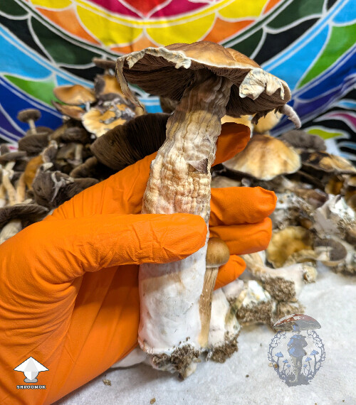 PES Hawaiian mushroom harvest