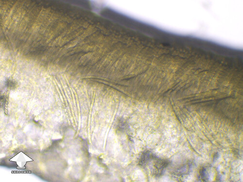 Microscopy - Peziza mushroom #2