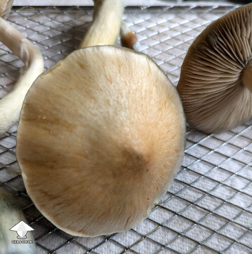 Pleasing looking mushrooms but they ain't Albino - labeled AJMF