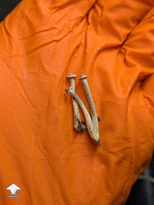 Psilocybe mexicana mushroom fruit bodies