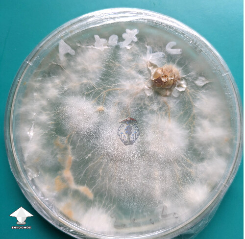Sclerotia forming on a P. mexicana LC test plate