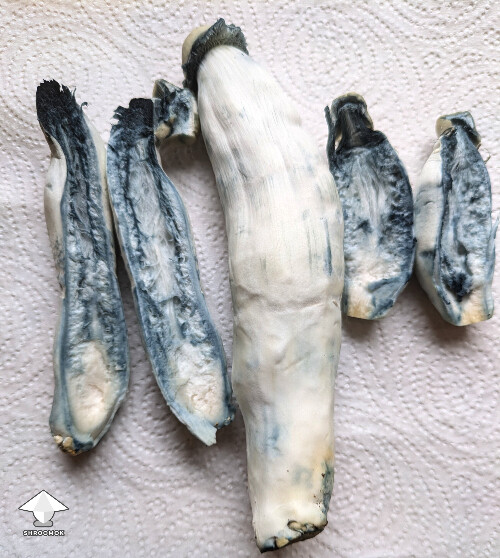 Shakti Blue Mutant mushroom