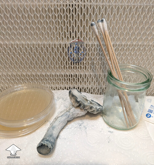 Swab and Clone Jack Frost mushroom