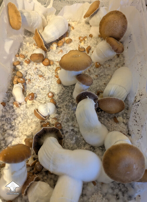 Tidal Wave 4 - TW4 mushrooms are nice