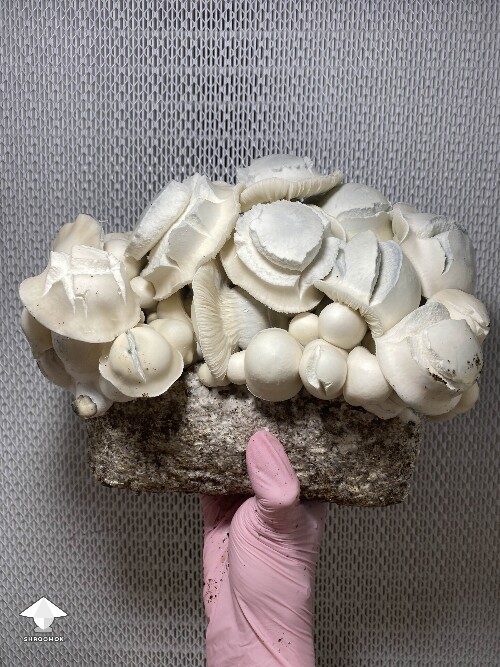 White Bunny - cross APE x Namuang #3