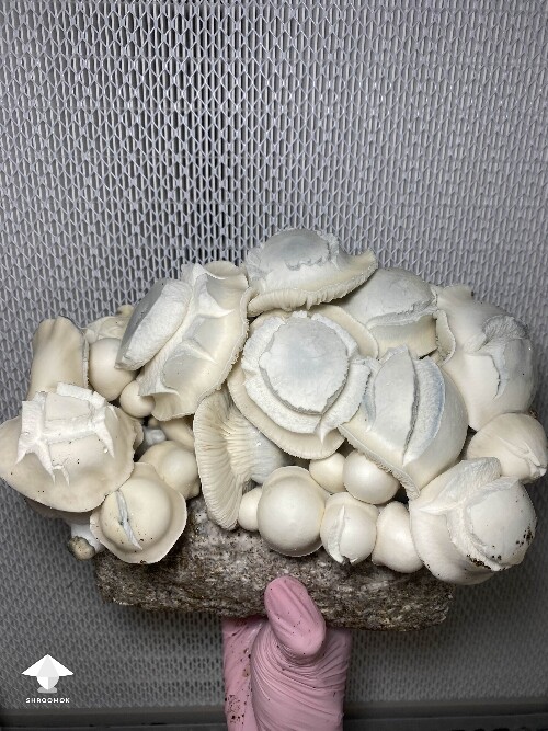 White Bunny - cross APE x Namuang #4