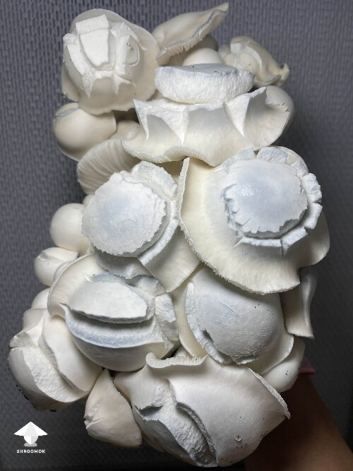 White Bunny - cross APE x Namuang