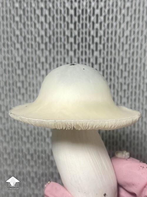 White Bunny mushroom - Namuang x APE cross