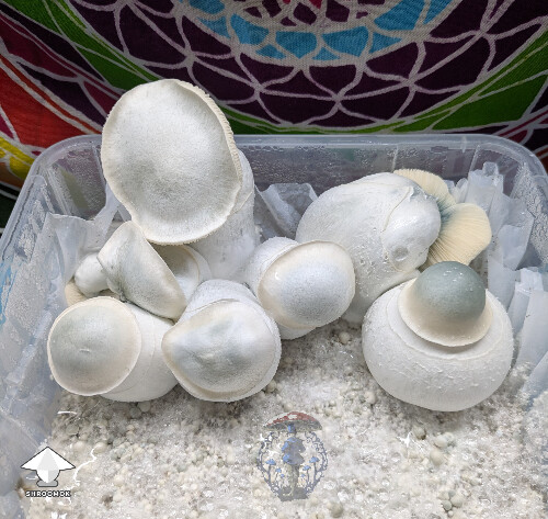 White Wizard - Gandalf x Long Ghost #2