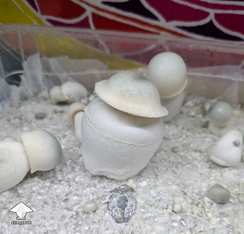 White Wizard - Gandalf x Long Ghost #3