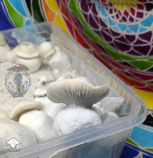 White Wizard - Gandalf x Long Ghost #4