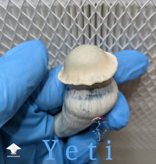Yeti mushroom - one of only three fruits in a shoebox