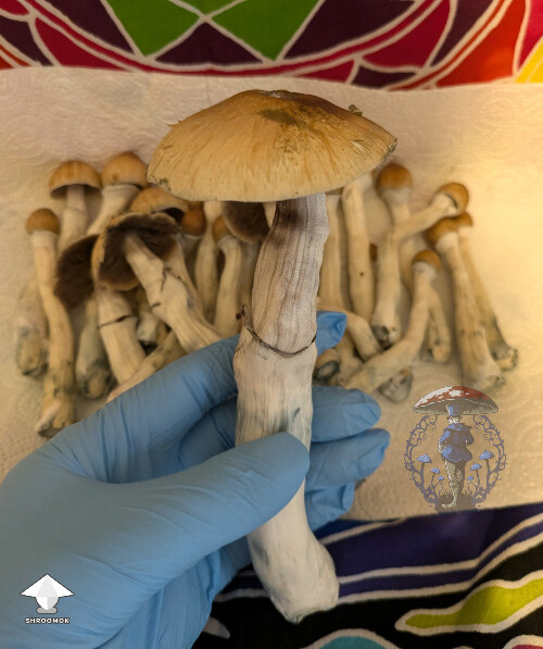 Z strain giant mushroom