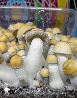Cubensis Ocean Gates mushrooms - Lucid Gates x Tidal Wave #3