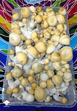 Cubensis Ocean Gates mushrooms - Lucid Gates x Tidal Wave