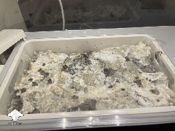 Probably failed grow? 691ce70c27aac