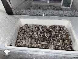 Probably failed grow? 691ce7116b792