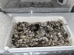 Probably failed grow? 691ce7132f6d2