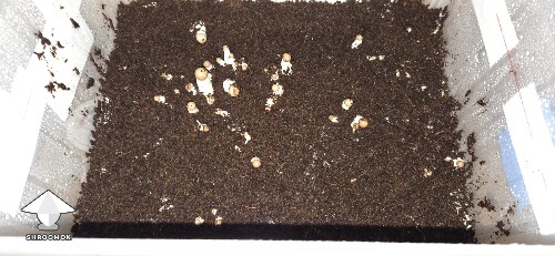 Can I flatten at this stage 691ca3f27f565