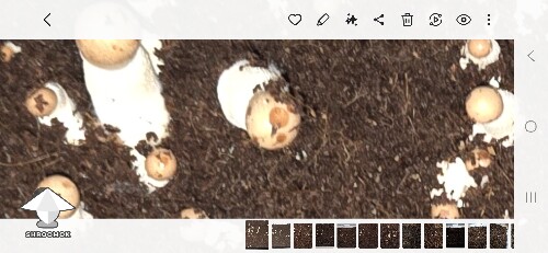 Can I flatten at this stage 691cc7065c88e