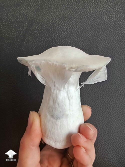 Cubensis Albino Penis Envy mushroom