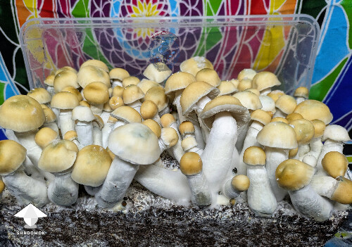 Cubensis Ocean Gates mushrooms - Lucid Gates x Tidal Wave #2