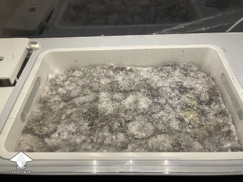 Thumbnail: Probably failed grow? 691ce70a51266